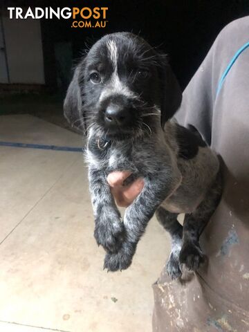 GERMAN WIREHAIRED POINTER