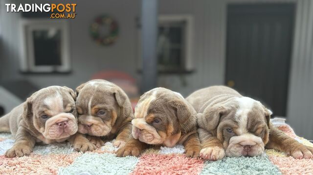 Pure bread British bulldogs lilac boys &amp; girls ready before Christmas