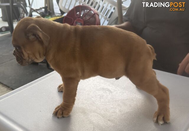 Pure British bulldog x British bull boxer