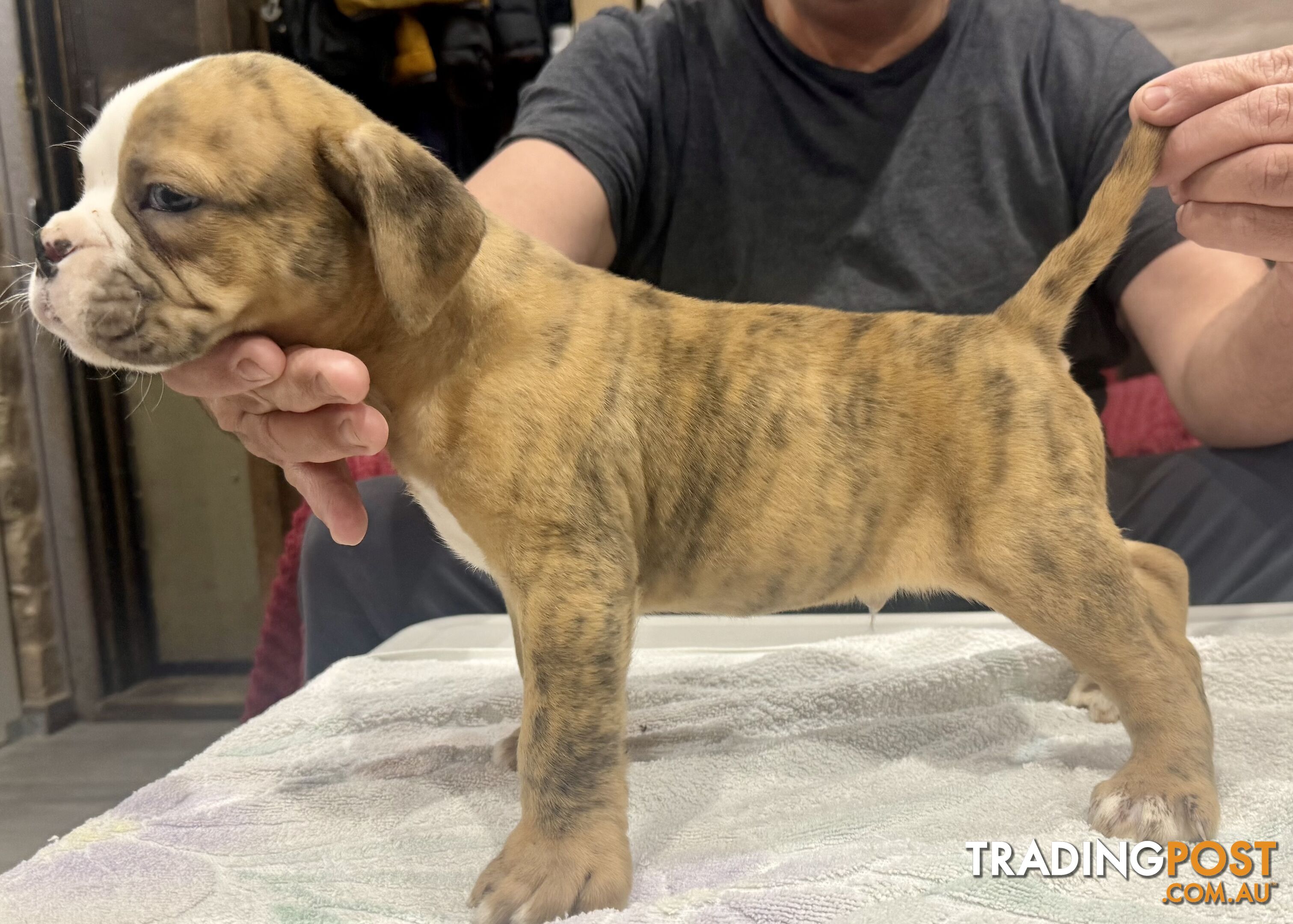 Pure British bulldog x British bull boxer