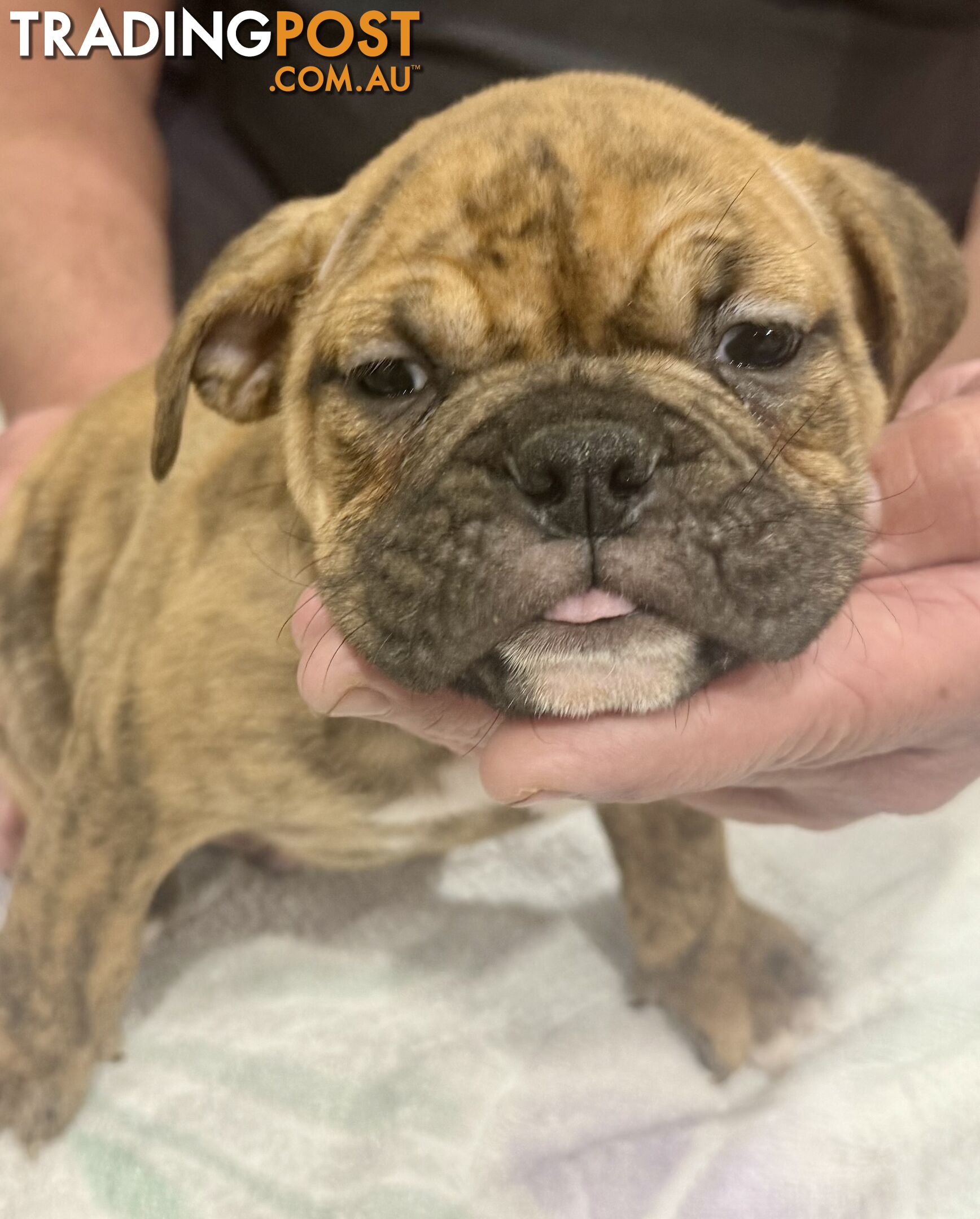 Pure British bulldog x British bull boxer