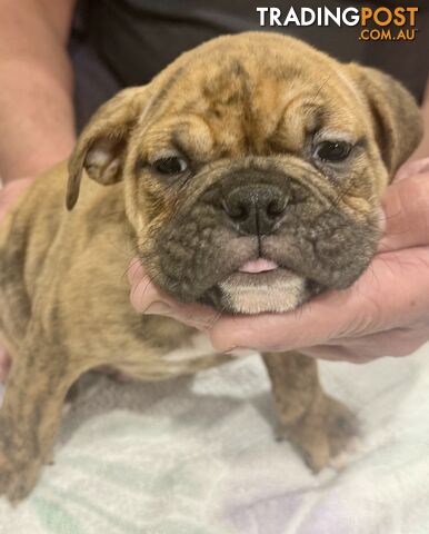 Pure British bulldog x British bull boxer