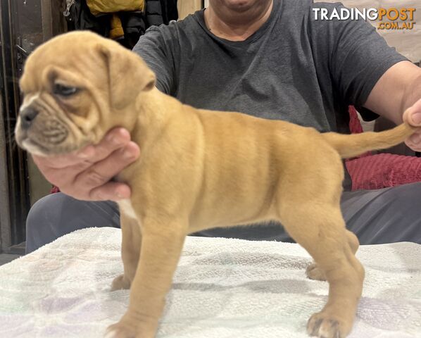 Pure British bulldog x British bull boxer