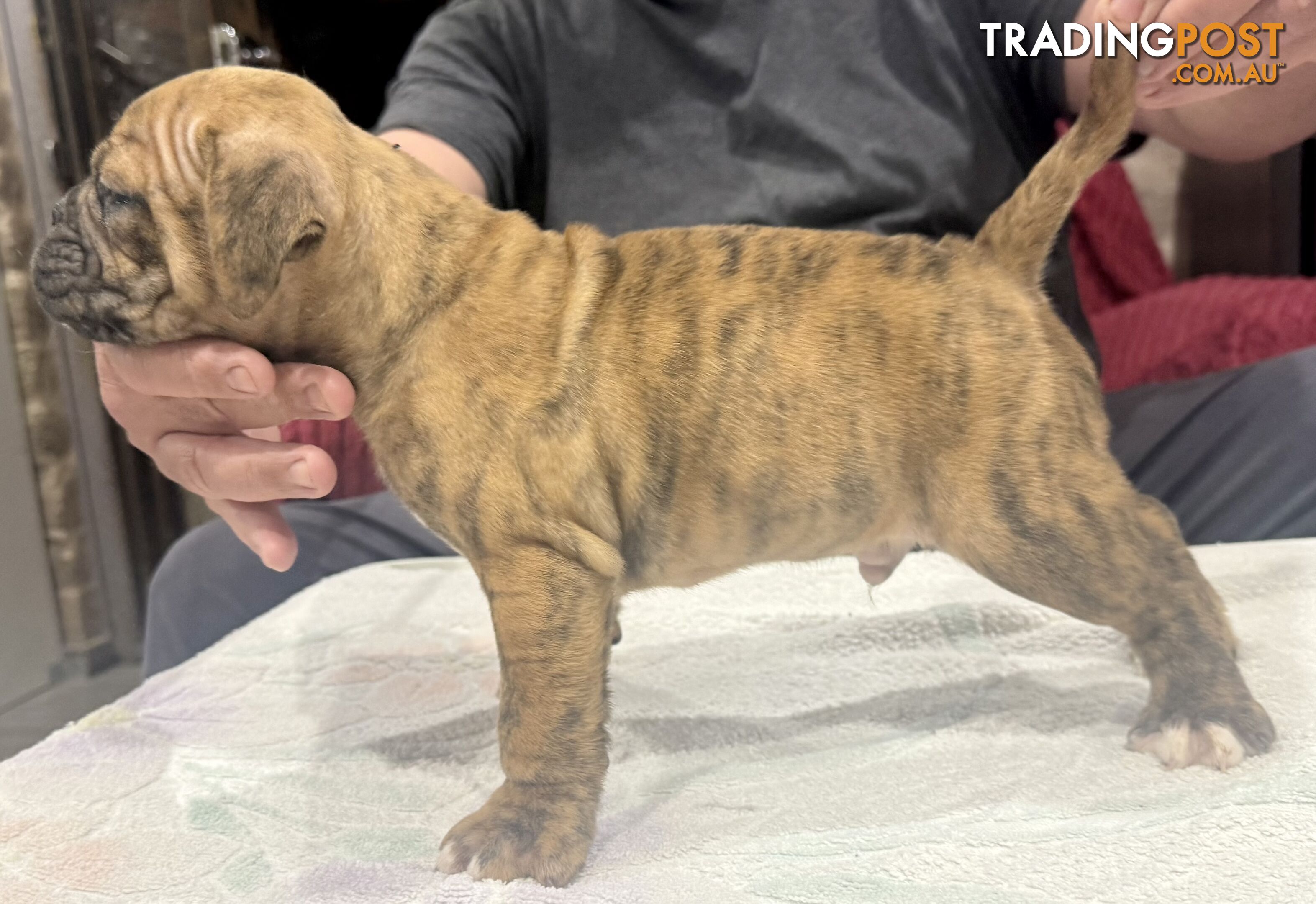 Pure British bulldog x British bull boxer