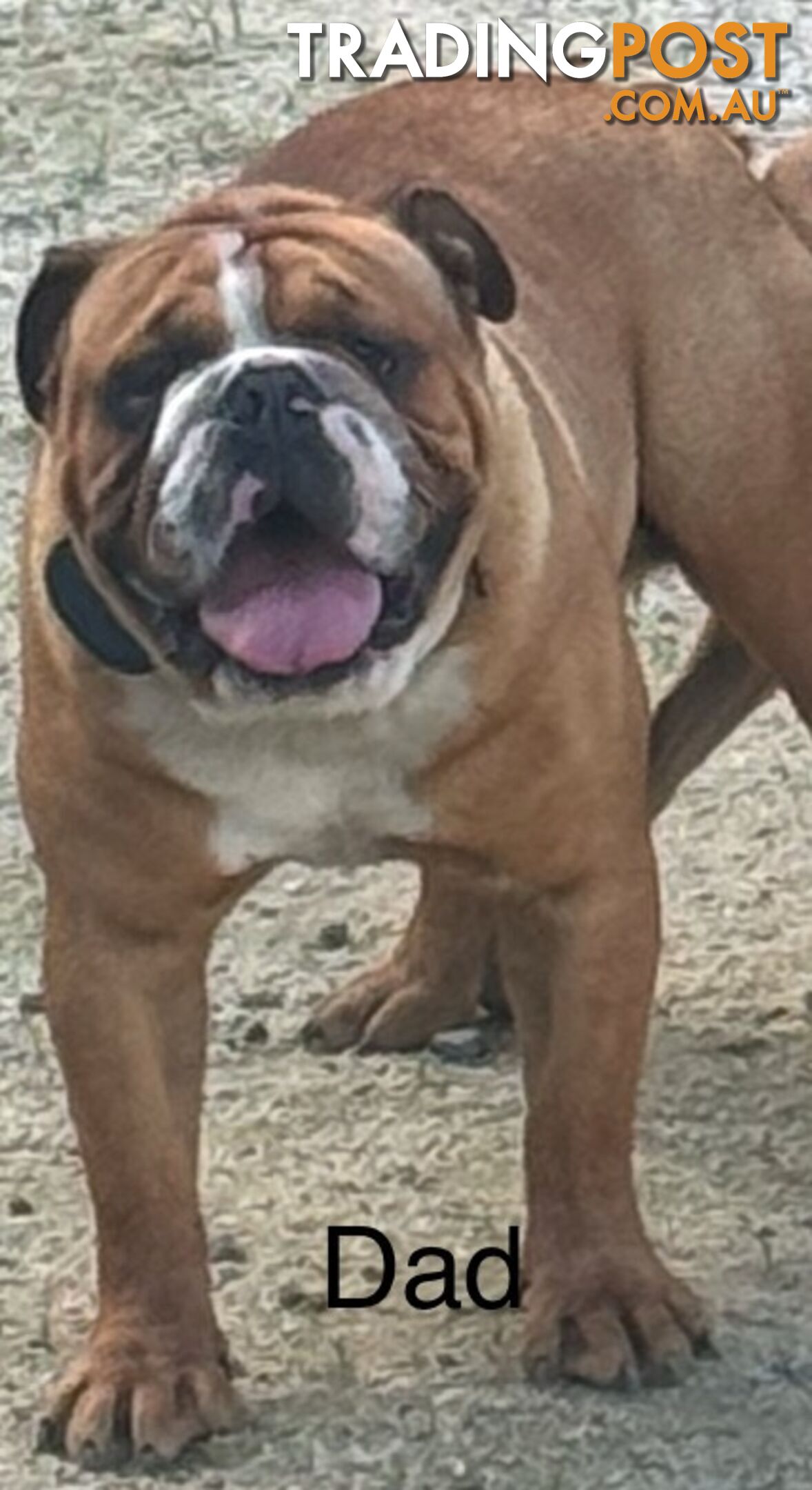 Pure British bulldog x British bull boxer