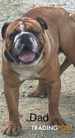 Pure British bulldog x British bull boxer