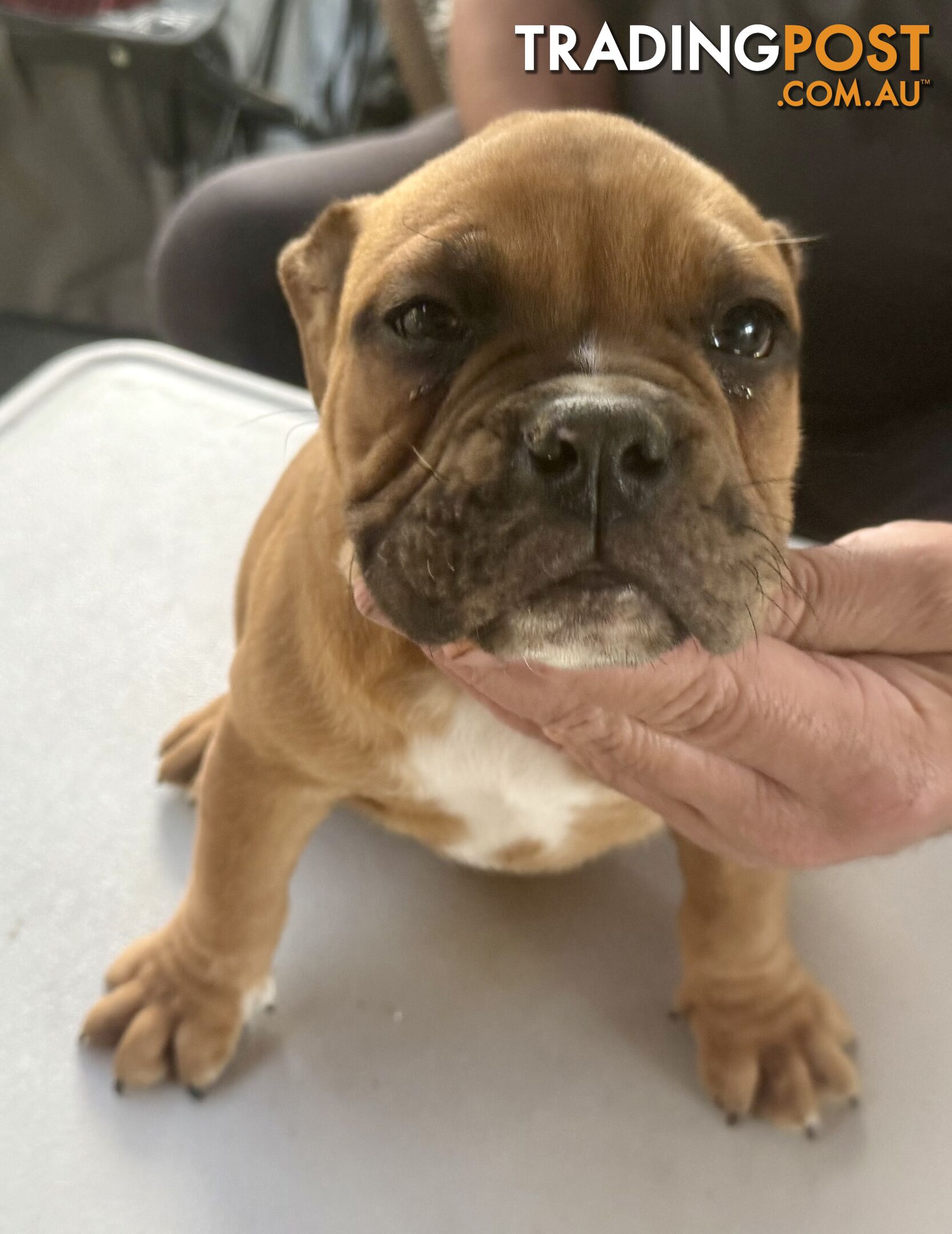 Pure British bulldog x British bull boxer