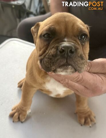 Pure British bulldog x British bull boxer