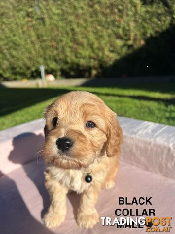 LAST DNA Clear Toy cavoodle puppy cream male