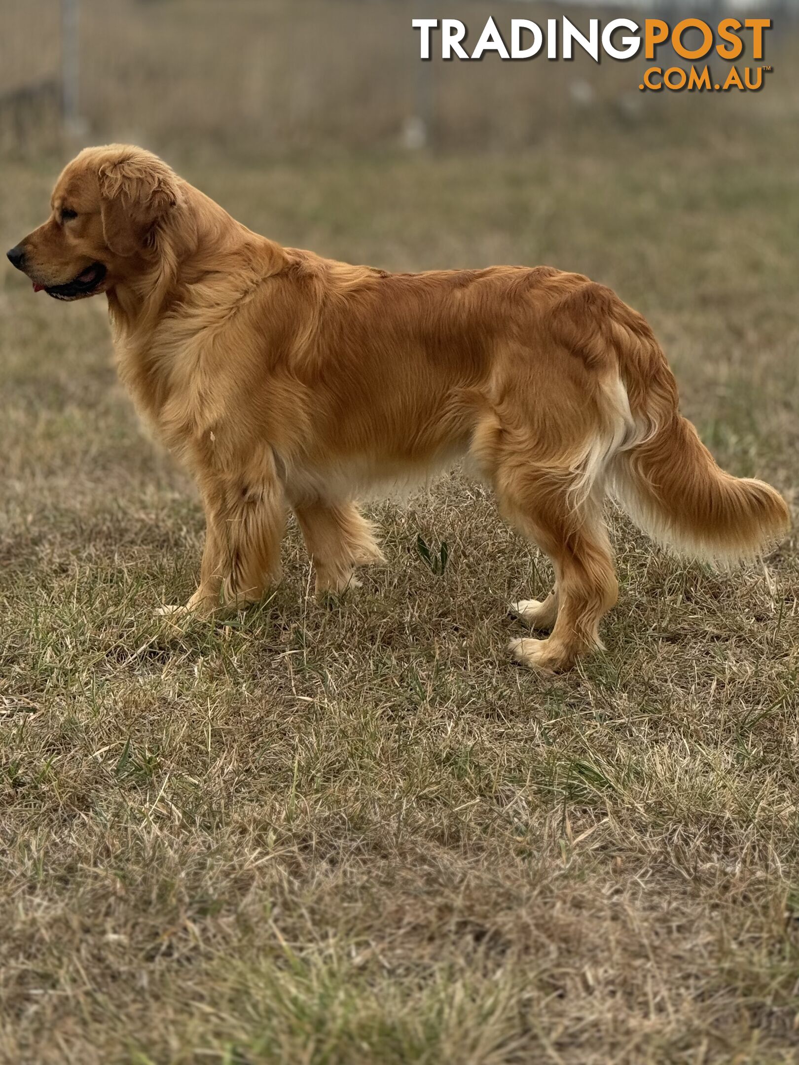 Purebred Golden Retriever Stud Service