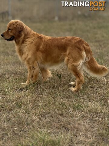 Purebred Golden Retriever Stud Service