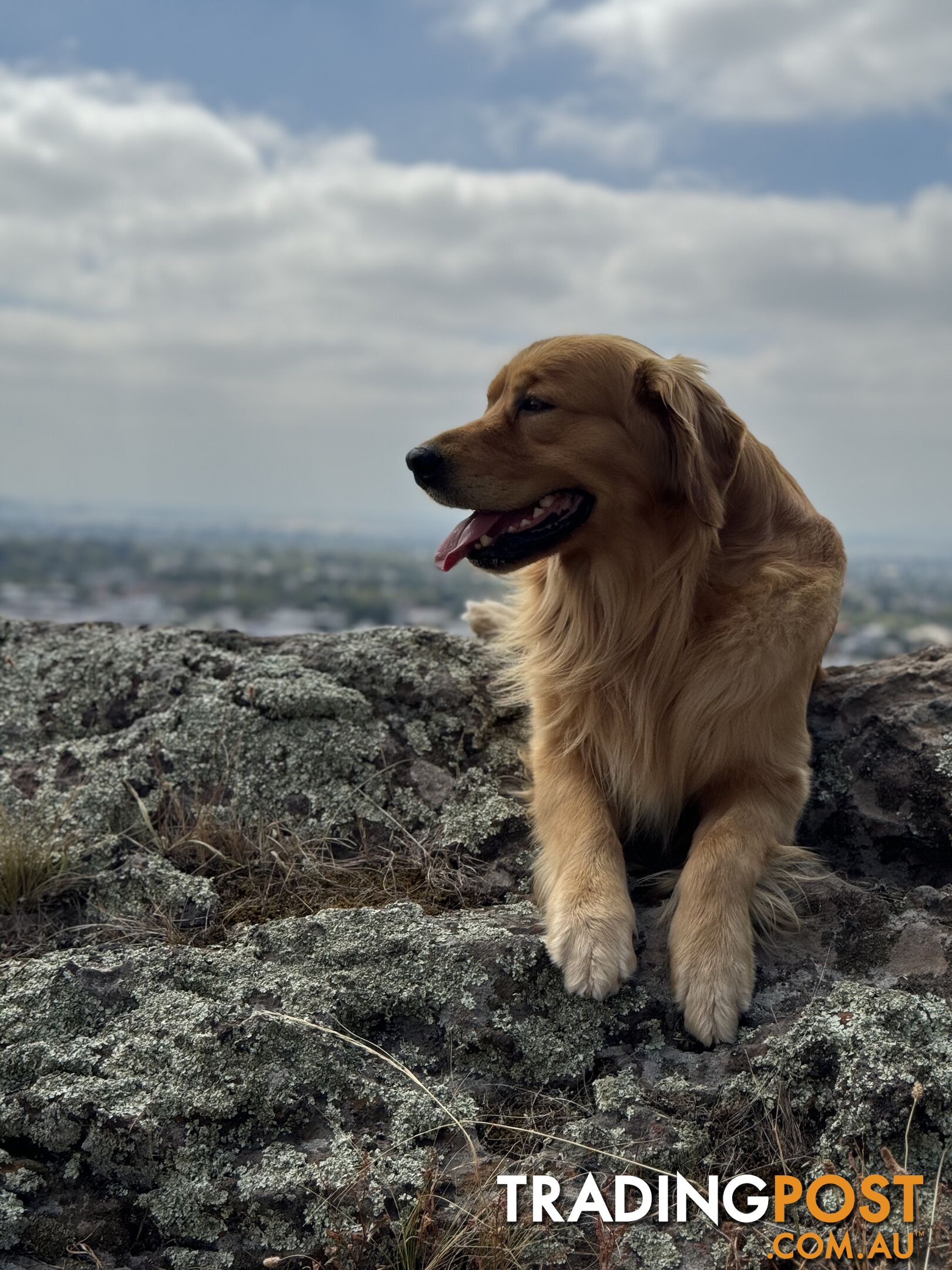 Purebred Golden Retriever Stud Service