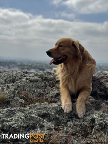 Purebred Golden Retriever Stud Service