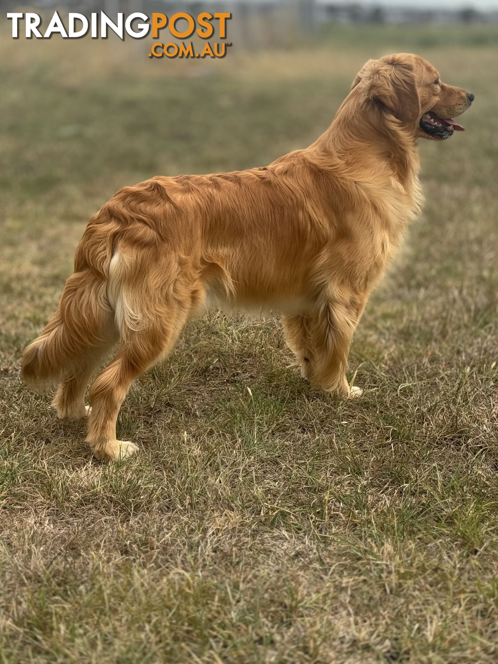 Purebred Golden Retriever Stud Service