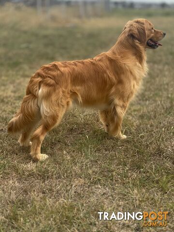 Purebred Golden Retriever Stud Service