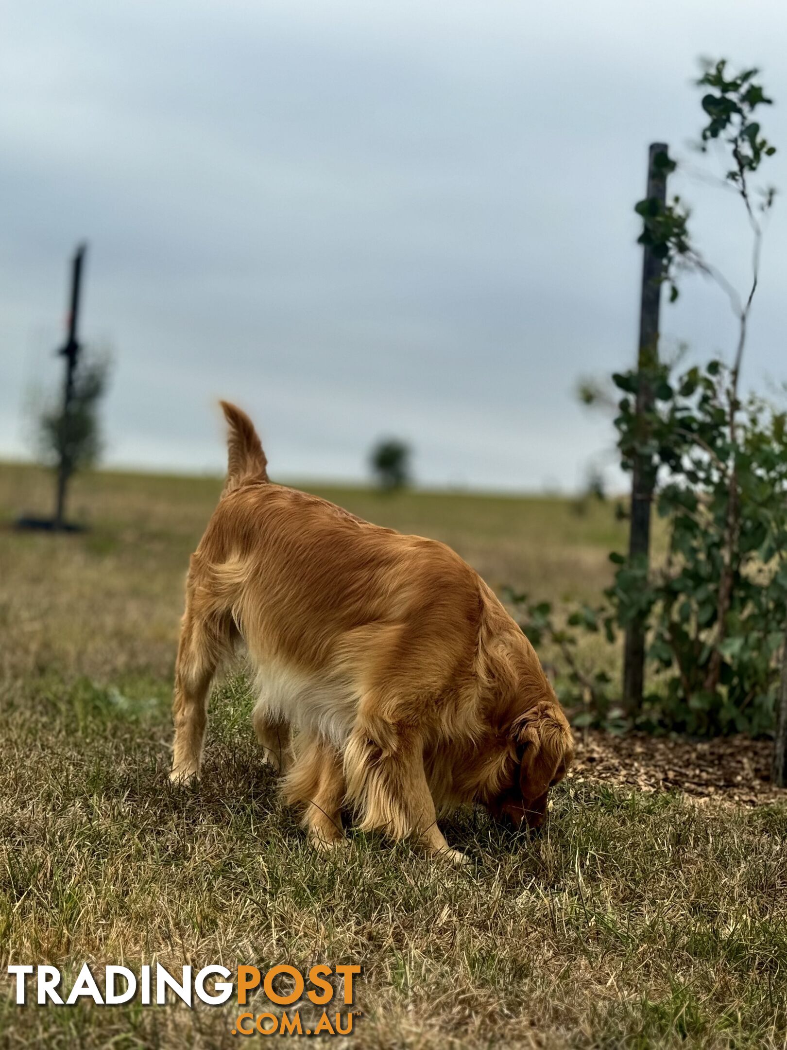 Purebred Golden Retriever Stud Service