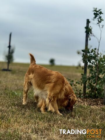 Purebred Golden Retriever