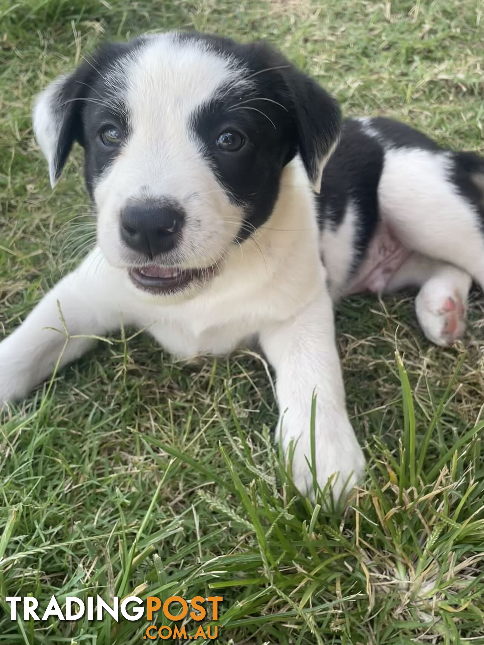 Border Collie puppies!