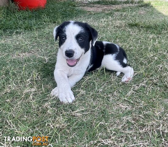 Border Collie puppies!