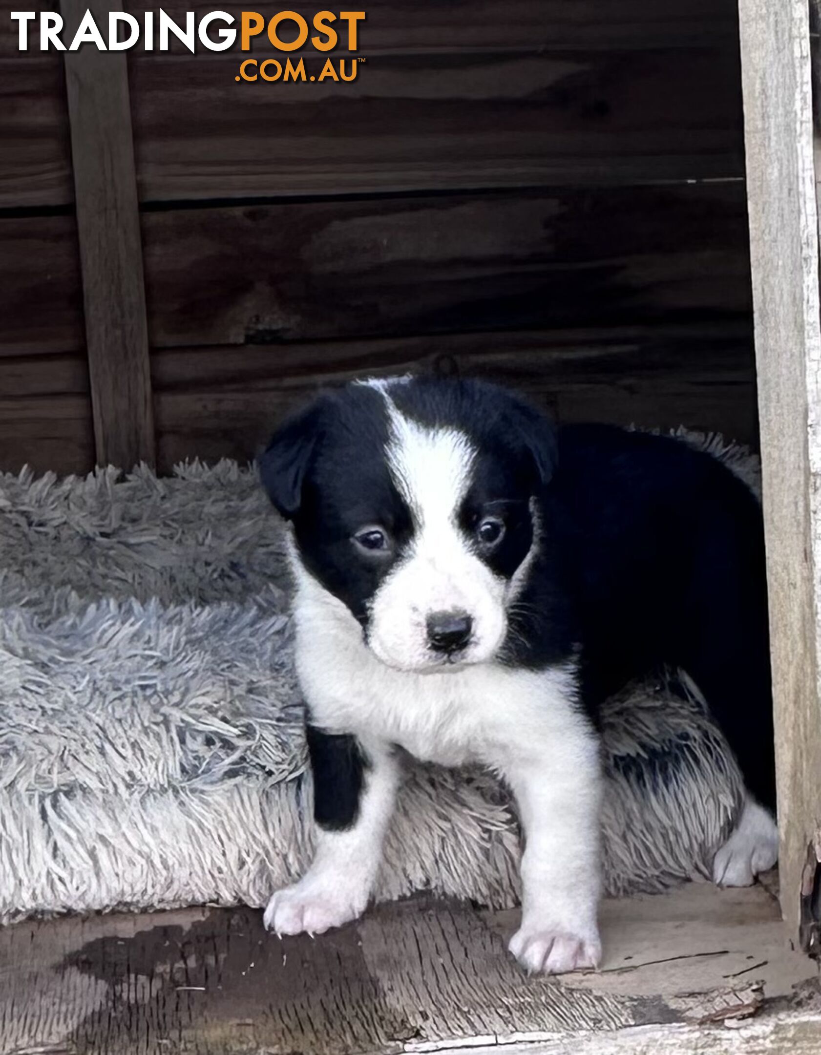 Border Collie puppies!