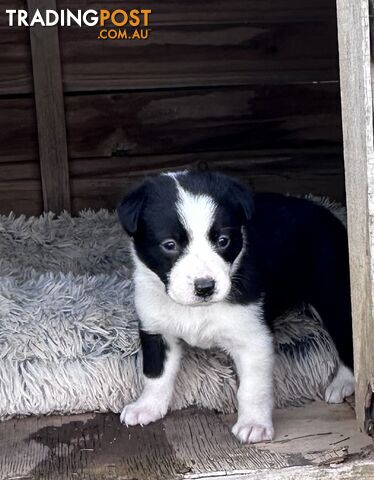 Border Collie puppies!