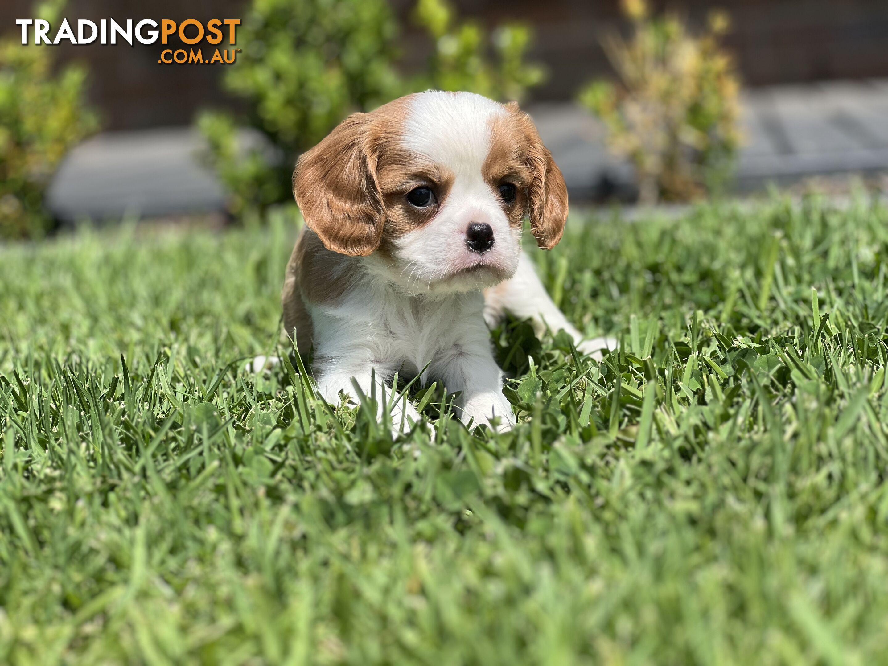 CAVALIER KING CHARLES SPANIELS