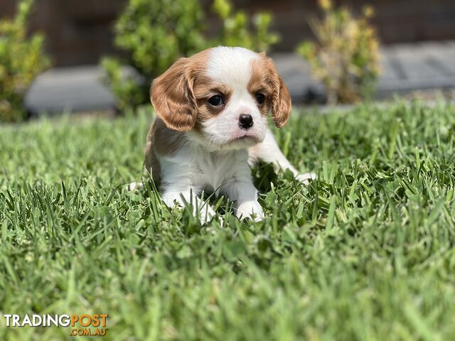 CAVALIER KING CHARLES SPANIELS