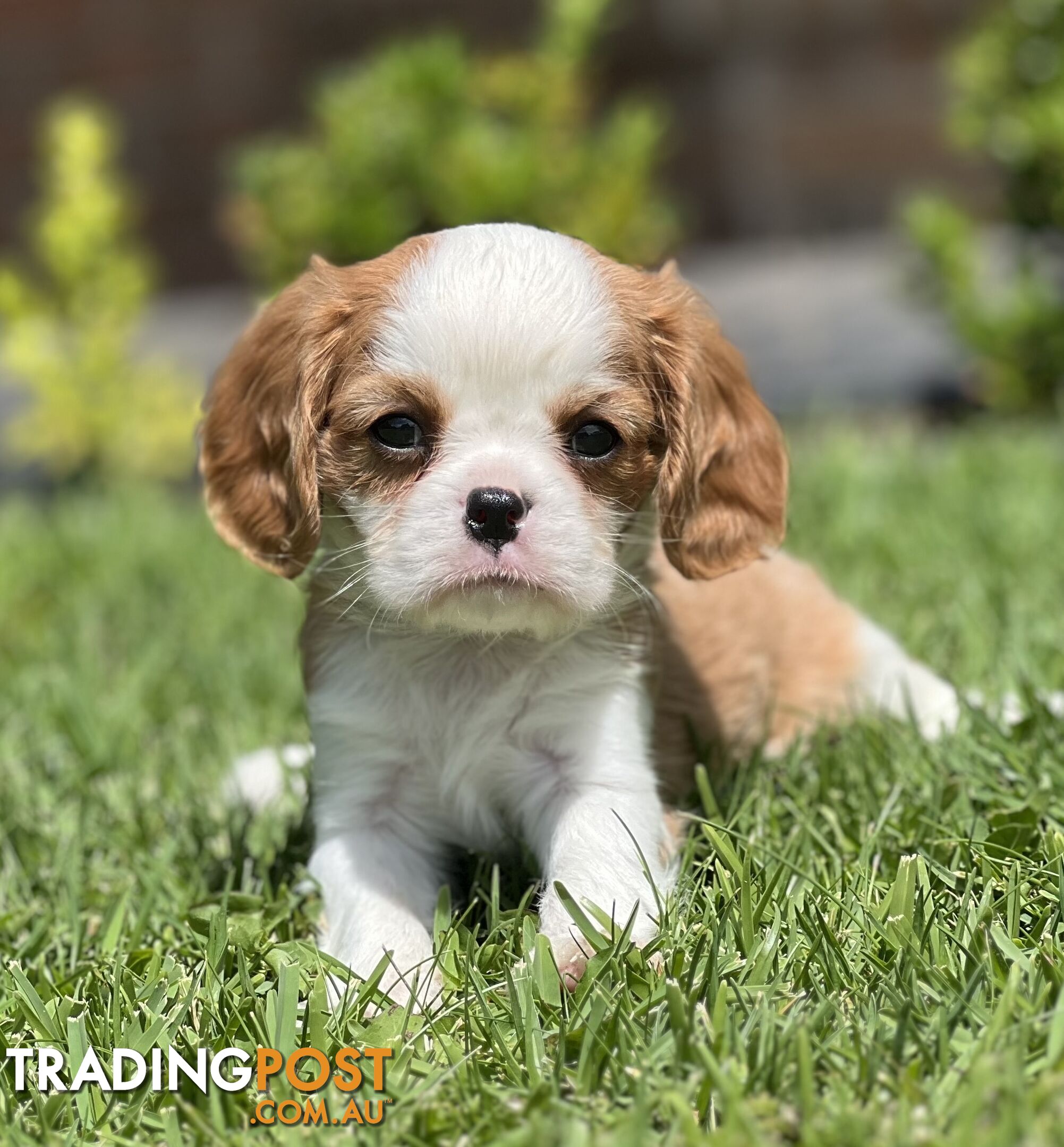 CAVALIER KING CHARLES SPANIELS