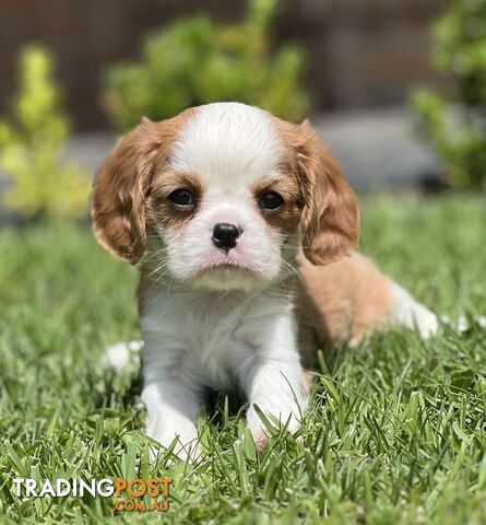 CAVALIER KING CHARLES SPANIELS