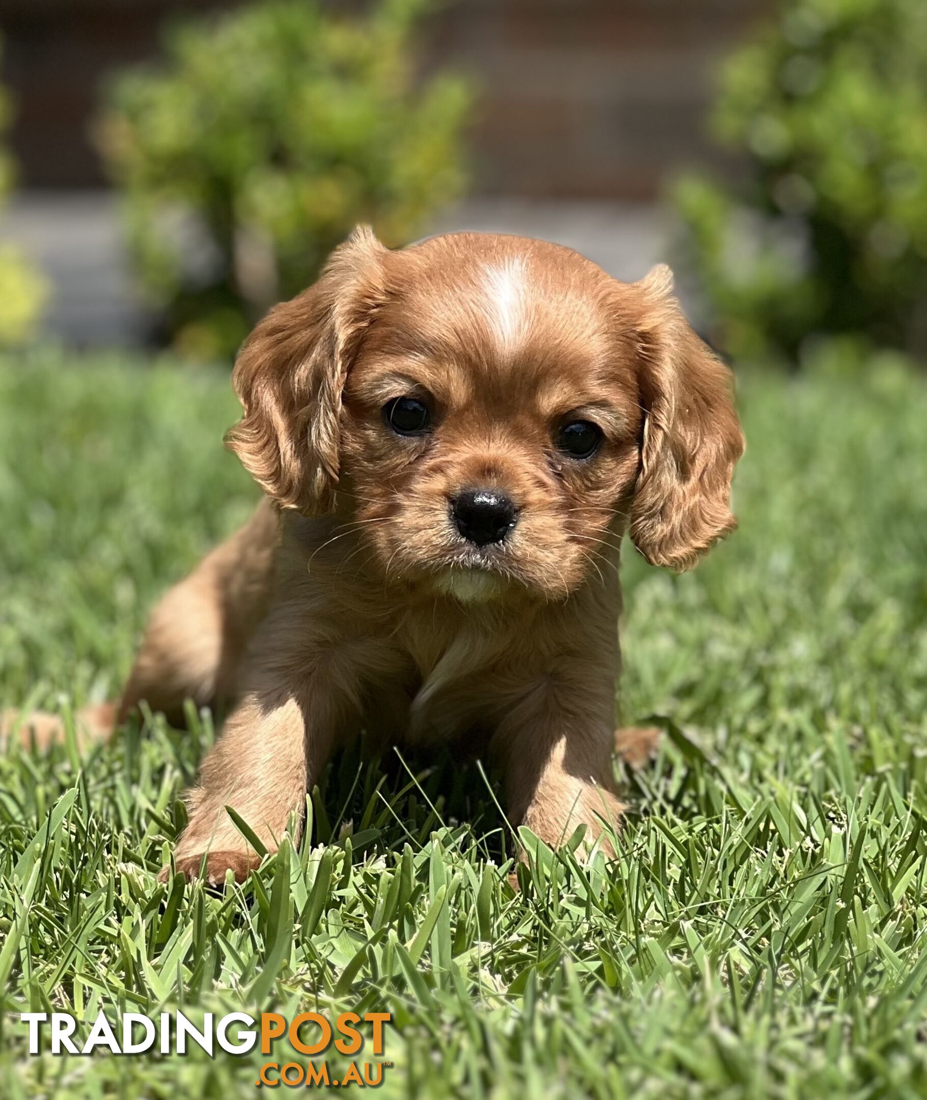 CAVALIER KING CHARLES SPANIELS