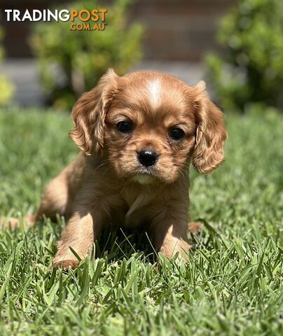 CAVALIER KING CHARLES SPANIELS