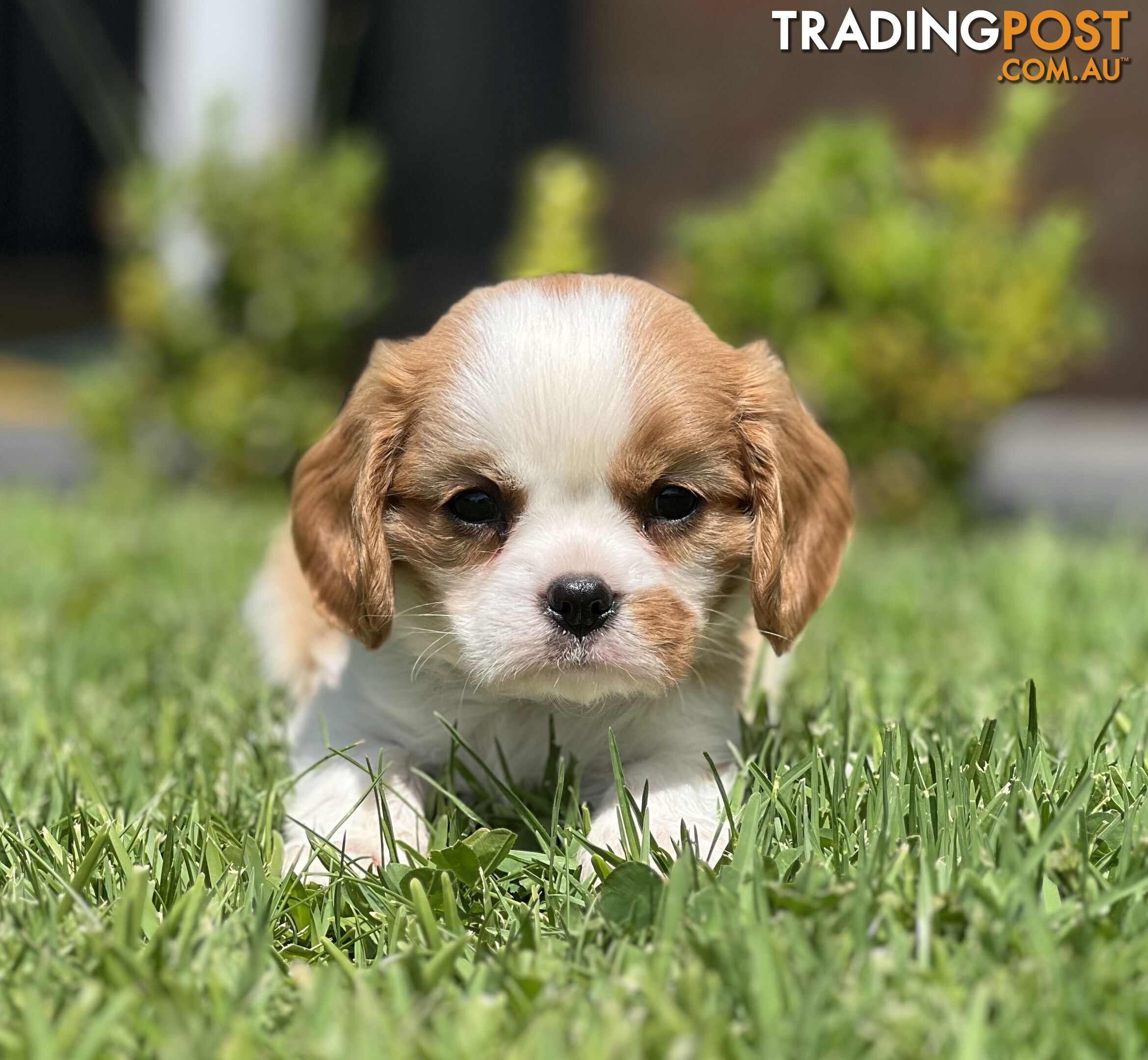 CAVALIER KING CHARLES SPANIELS