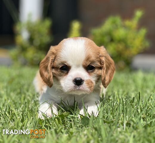 CAVALIER KING CHARLES SPANIELS