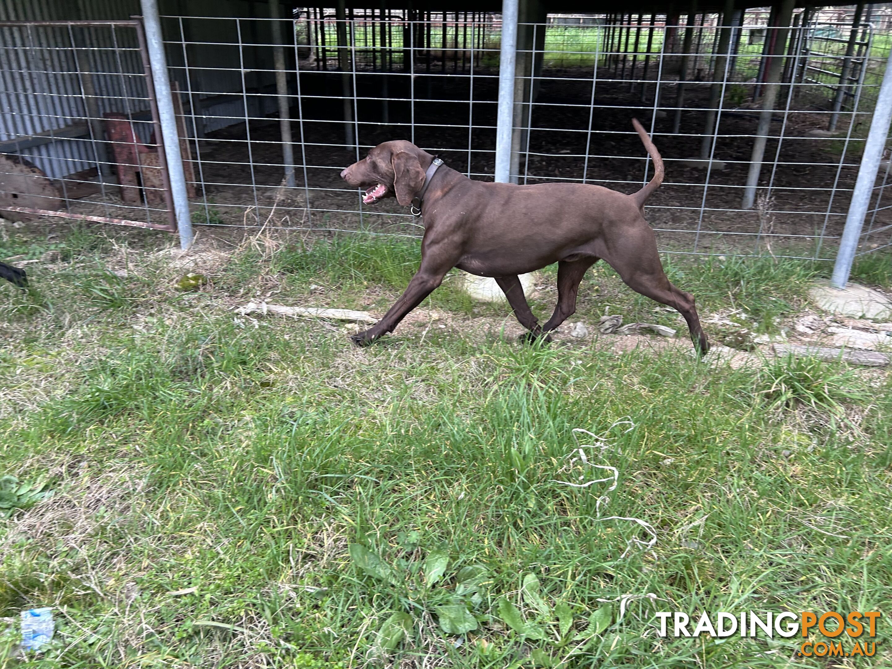 German shorthaired pointer pups