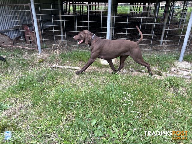 German shorthaired pointer pups