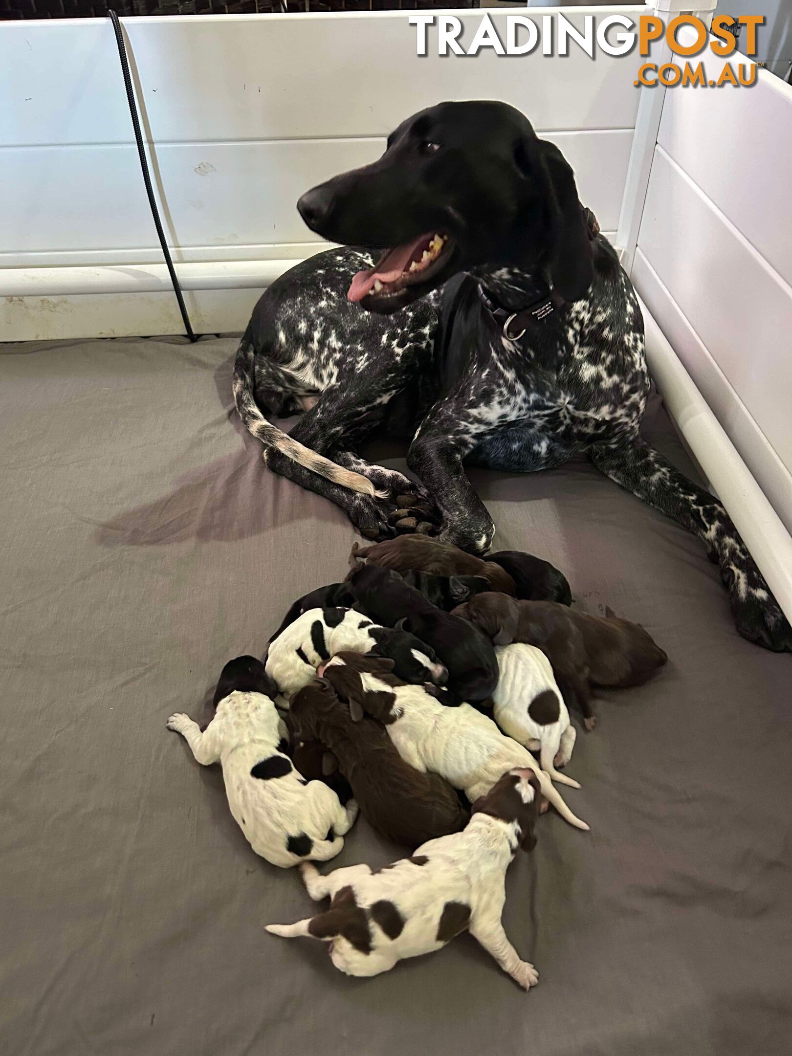 German shorthaired pointer pups