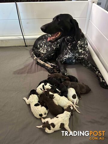 German shorthaired pointer pups