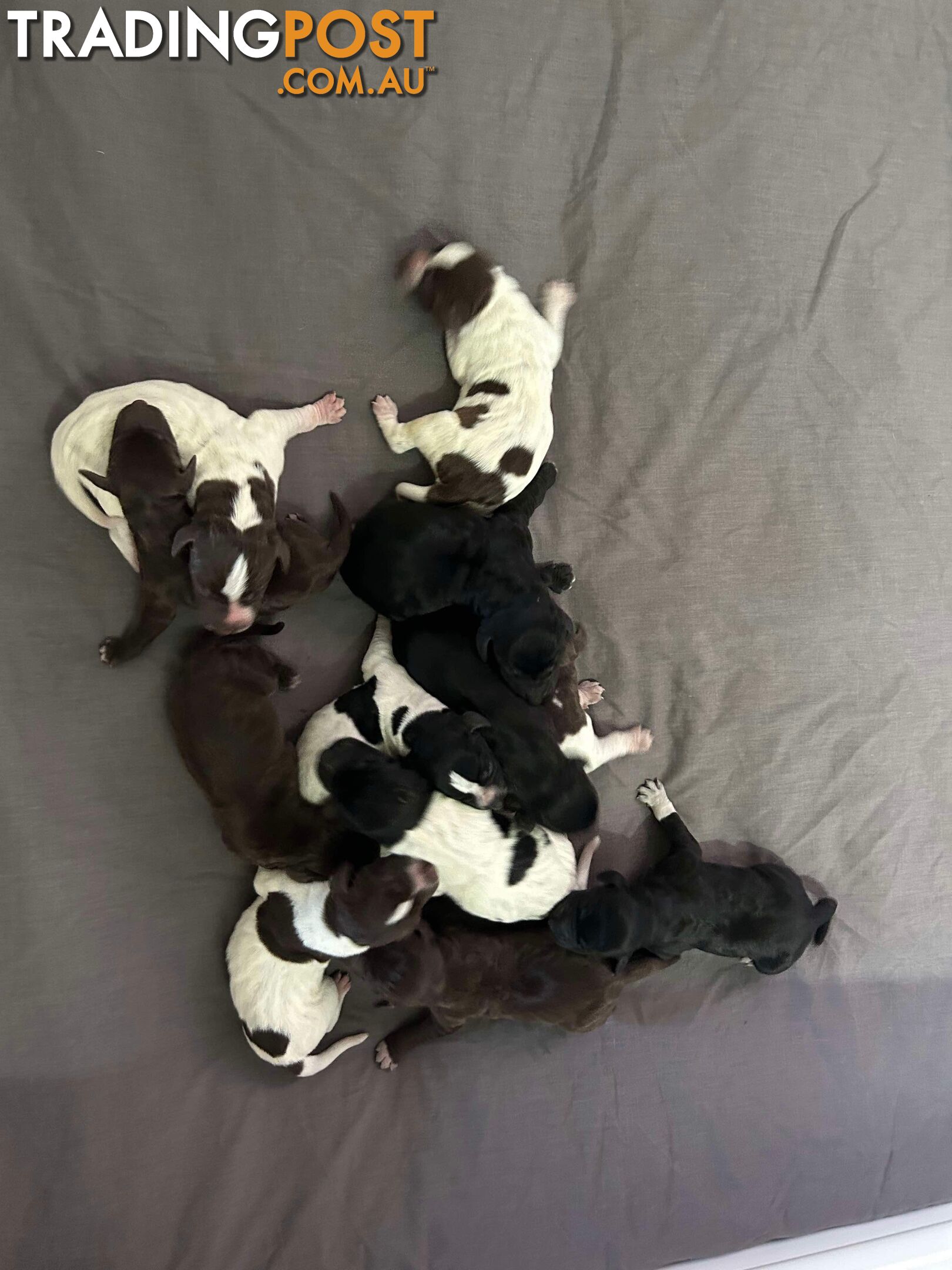 German shorthaired pointer pups