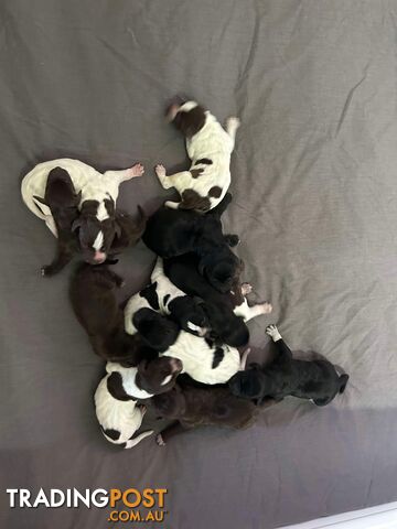 German shorthaired pointer pups