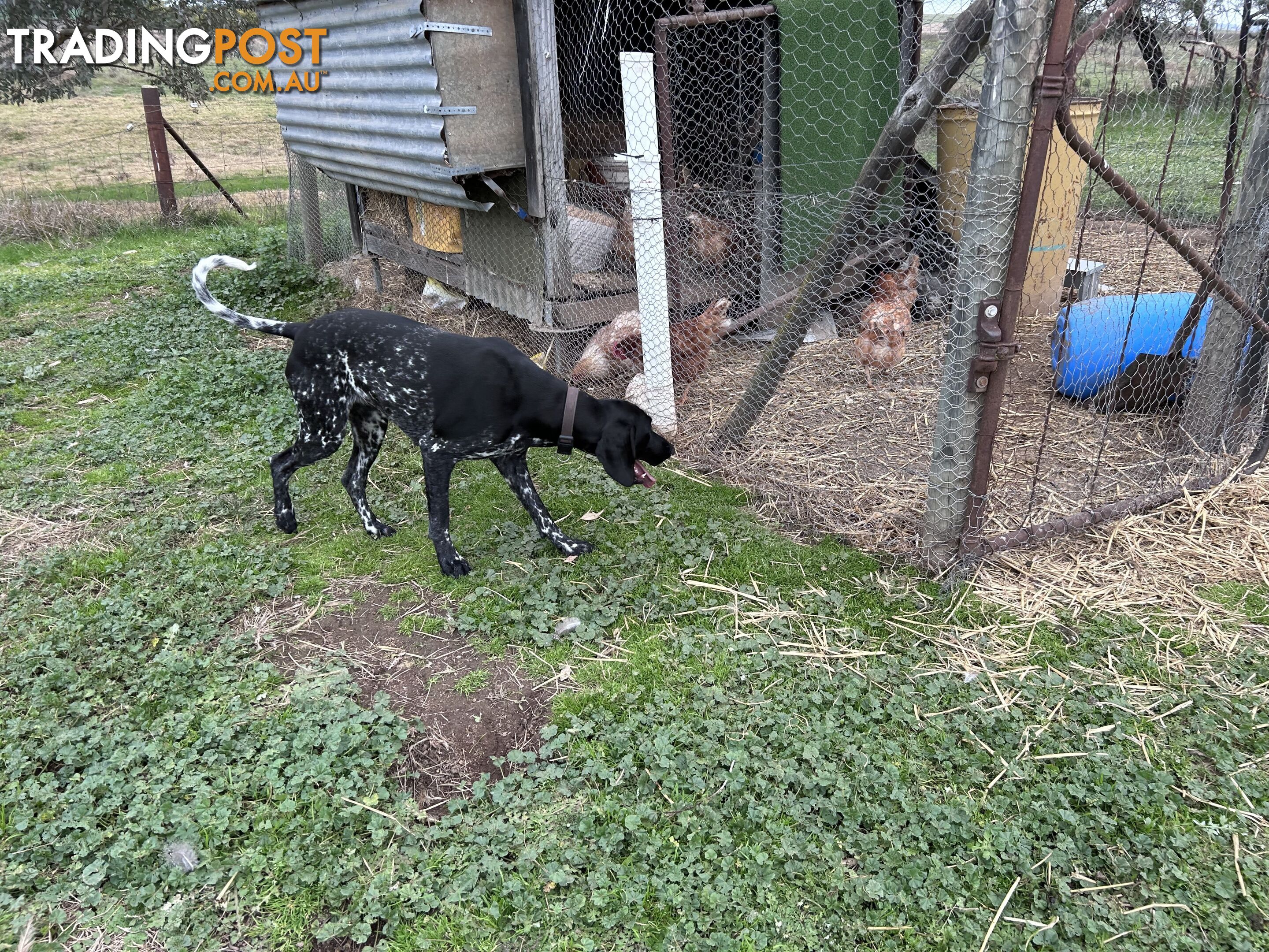 German shorthaired pointer pups