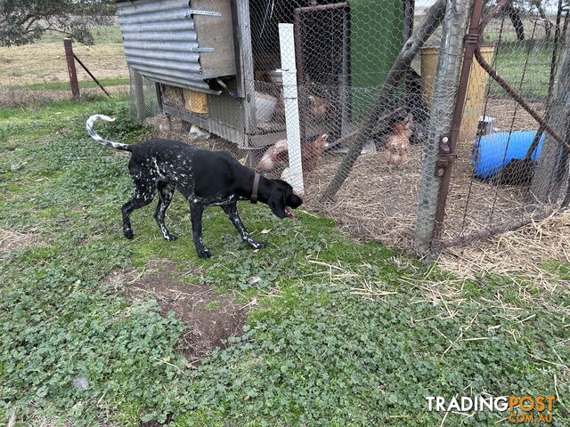 German shorthaired pointer pups