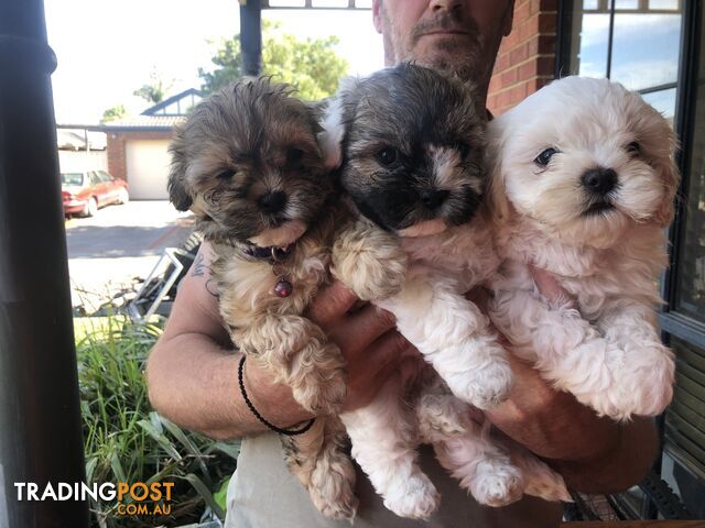 Maltese shih tzu pups