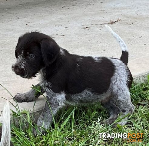 German Wirehaired Pointer Pups