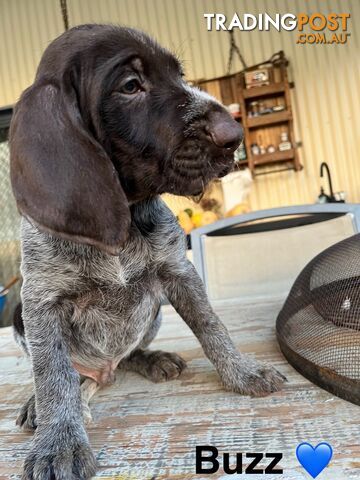 German Wirehaired Pointer Pups