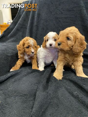 Registered sales cavoodle breeders