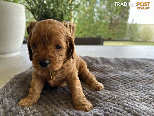 Toy Cavoodles