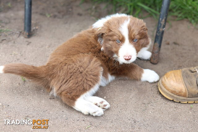 ONLY 4 LEFT Border Collie Puppies ready to go NOW!