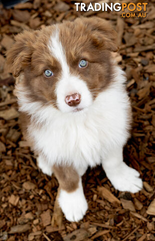 ONLY 4 LEFT Border Collie Puppies ready to go NOW!