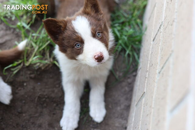 ONLY 4 LEFT Border Collie Puppies ready to go NOW!