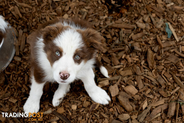 ONLY 4 LEFT Border Collie Puppies ready to go NOW!